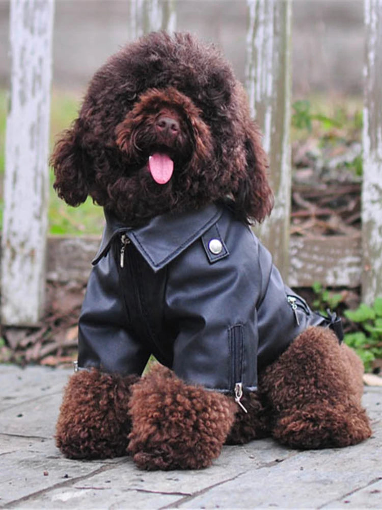 Born-Wild Dog Leather Jacket