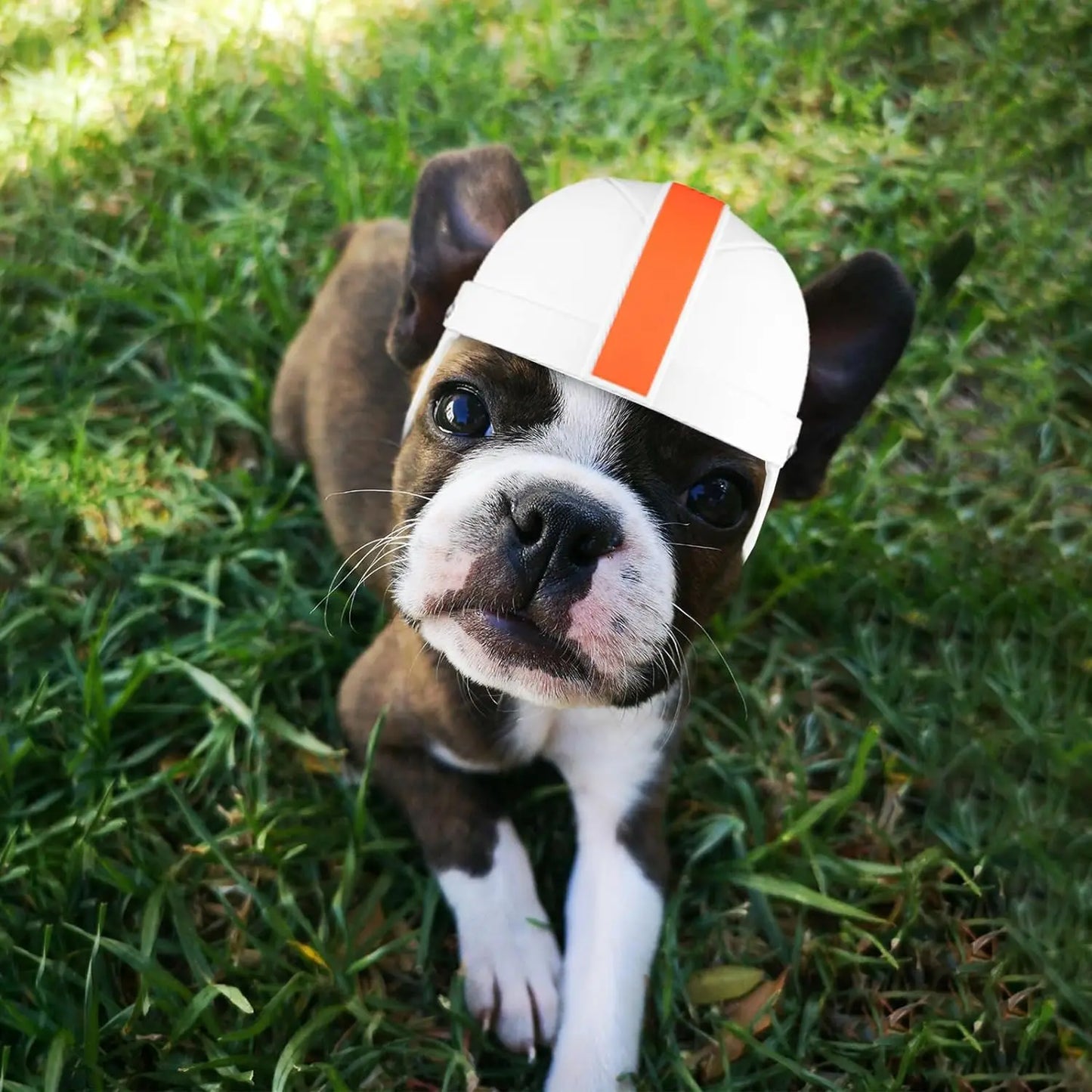 Mini Pet Protective Helmet